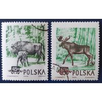 Польша 1954 лось, зубр, 2 из 4 , клей