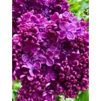 Сирень саженец