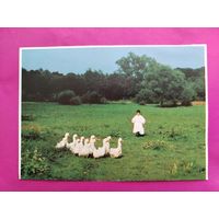 Мальчик из Чургонадьмартона. Будапешт. Чистая. 2681.