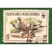 Македония 1 февраля 2001. Птицы. Могильник