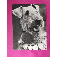 Эрдель-терьер. Чистая. 1968 года. Фото Елисеева. 2596.