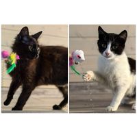 Стерилизованный котенок в дар