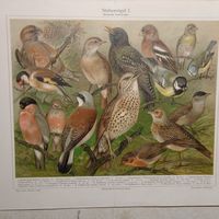 ХРОМОЛИТОГРАФИЯ. Германия.         30.5х24.5см.  конец 19 века. Птицы.