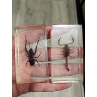 Два насекомых