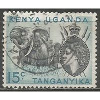 Кения Уганда и Танганьика. Королева Елизавета II. Слоны. 1954г. Mi#94 II.