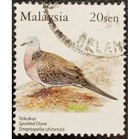 Малайзия. Флора. Птицы. Streptopelia Chinensis