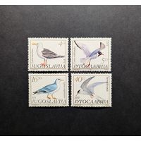 Птицы Чайки крачки серия Фауна 4м ** Югославия 1984 Mi 2055-2058