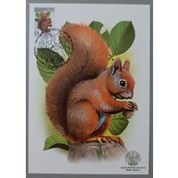 Картмаксимум "Белка". Дикая природа Беларуси.