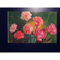 Поздравляем!  Розы, гвоздики.  1978 г.  подписанная.  двойная.