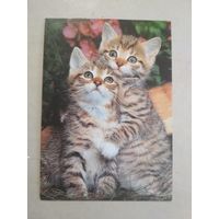 Карманный календарик. Кошки . 1996 год