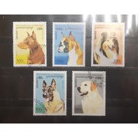 Камбоджа. 1996 год. Фауна. Собаки (798)