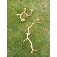 "Рога северного оленя"общий вес 1кг300гр!