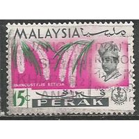 Малайские штаты(Перак). Цветы. Орхидея Ранхостилис. 1965г. Mi#20..
