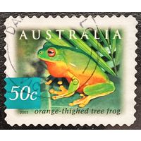Австралия 2003. Фауна. Лягушка. Orange-thighed tree frog