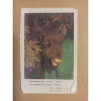 Календарь зубр