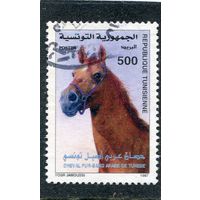 Тунис. Породы лошадей