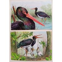 Черный аист. Открытки, глянец