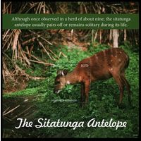 2020 Гамбия 7814/B1016 Фауна - Антилопа 12,50 евро