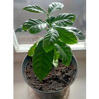 Кофе  арабика