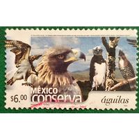 Мексика. Фауна. Птицы. Орлы