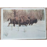 Трофимов В. Зубры. 1954 г. Чистая