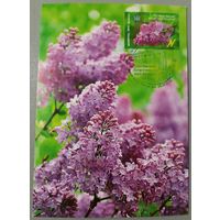 Картмаксимум "Сирень"