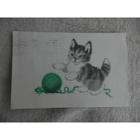 Открытка. Котенок. Худ.Гамбургер.1968 год. Подписана.