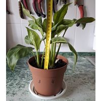 Спатифиллум, женское счастье