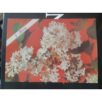 Геодакова 1 мая