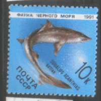 Заг. 6216. 1991. Колючая акула катран. Чист.