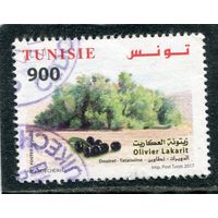 Тунис. Оливковое дерево