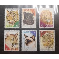 Куба. 1977 год. Фауна. Дикие кошки (707)
