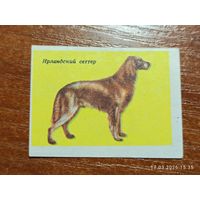 Спичечная этикетка Ирландский сеттер