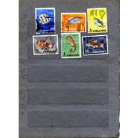 СИНГАПУР,  РЫБЫ, 6м гашен