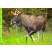 Фауна Беларуси:лось, тираж 2000 экз., чистая, 2014