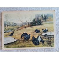 1954. Полюшенко. Весна. Тетеревиный ток