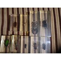 Жуки в смоле