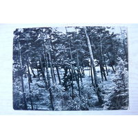 Прибалтика, Литовская ССР, Паланга; 1965, чистая.