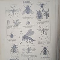 ДВУКРЫЛЫЯ.          Энциклопедическая гравюра СПБ. 19-20века .24х17см