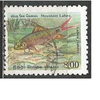 Шри Ланка. Рыбы. Зелёный лабео. 1990г. Mi#934.