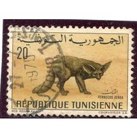 Тунис. Фауна. Фенек - лисица