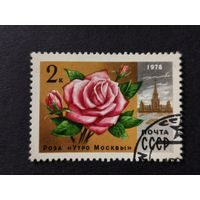 1978 СССР. Цветы Москвы. Роза Утро Москвы