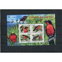 Бурунди. Фауна. Птицы. Крикливый певчий сорокопут. Блок