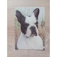 Календарик 1993