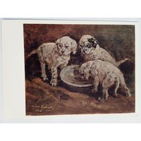 Савицкий. Щенки у миски