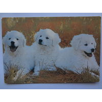 Календарик 1993 г.  Три щенка.