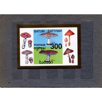 БАТУМИ  блок грибы **