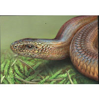 Почтовая карточка "Веретеница ломкая" (Б)