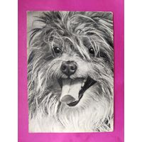 Тибетский терьер. Чистая. 1968 года. Фото Елисеева. 2145.