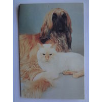 Календарик 1993 г.  Собака и кот.